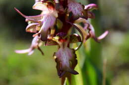 Image of Giant Orchid