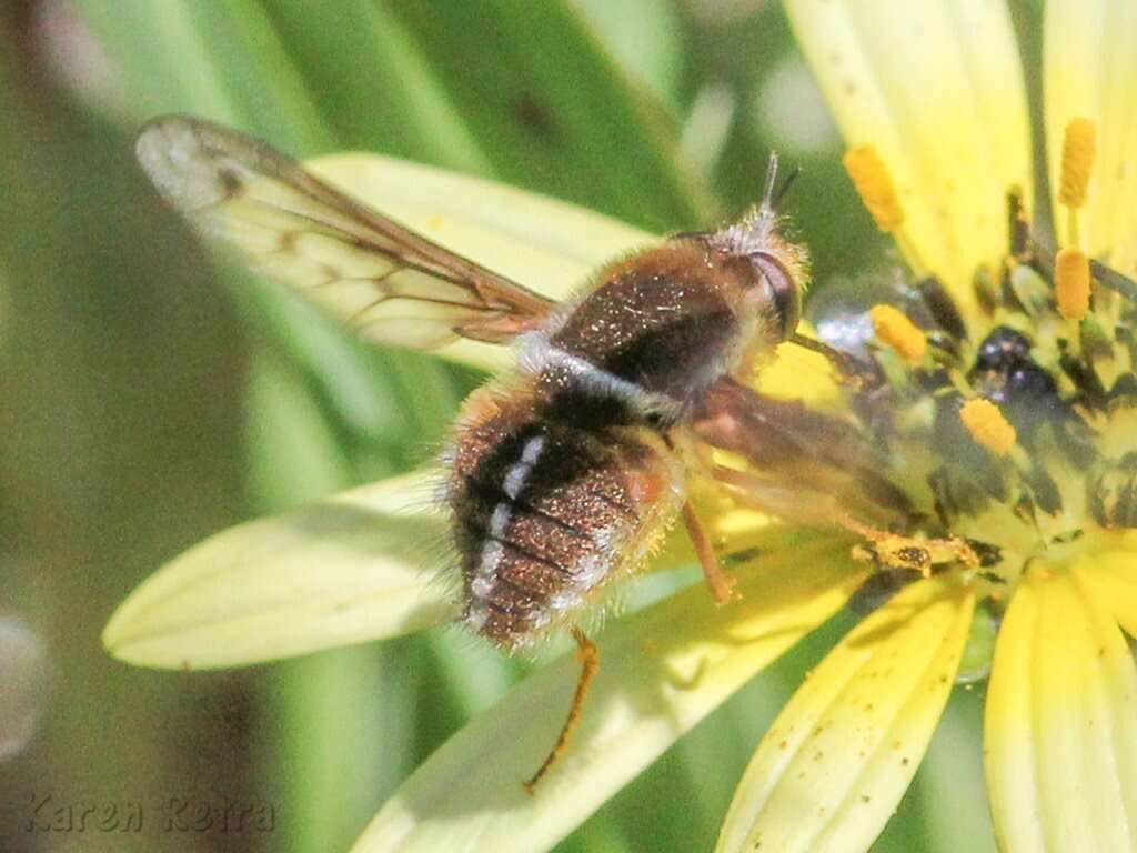 Sisyromyia limbata (Bigot 1892)的圖片