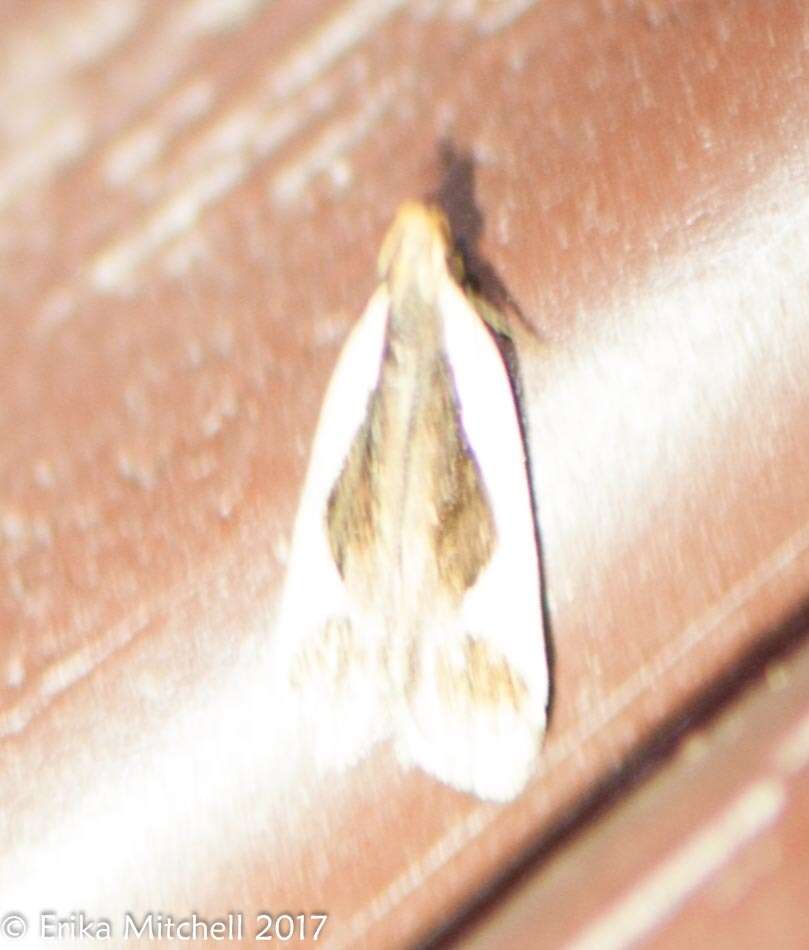 Image of Cream-bordered Dichomeris