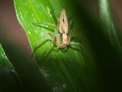 Image of Oxyopes macilentus L. Koch 1878