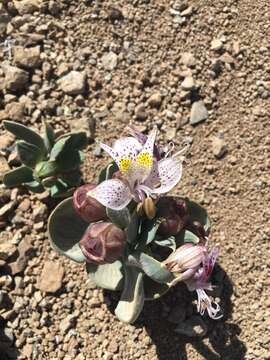 Image of Alstroemeria andina Phil.