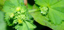 صورة Alchemilla filicaulis Buser