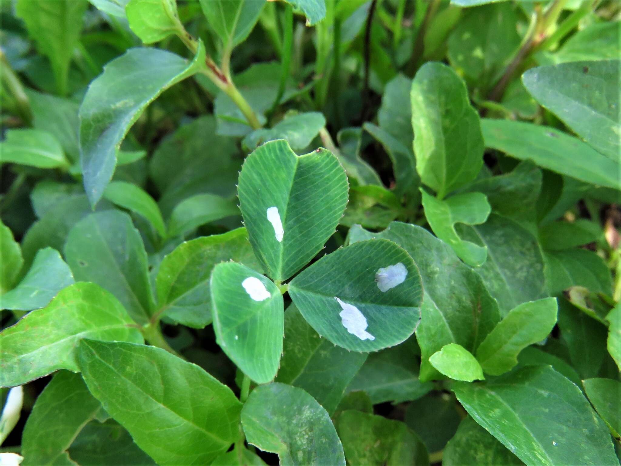 Image of Leaf miner moth