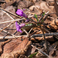 Image of Cardamine glanduligera O. Schwarz