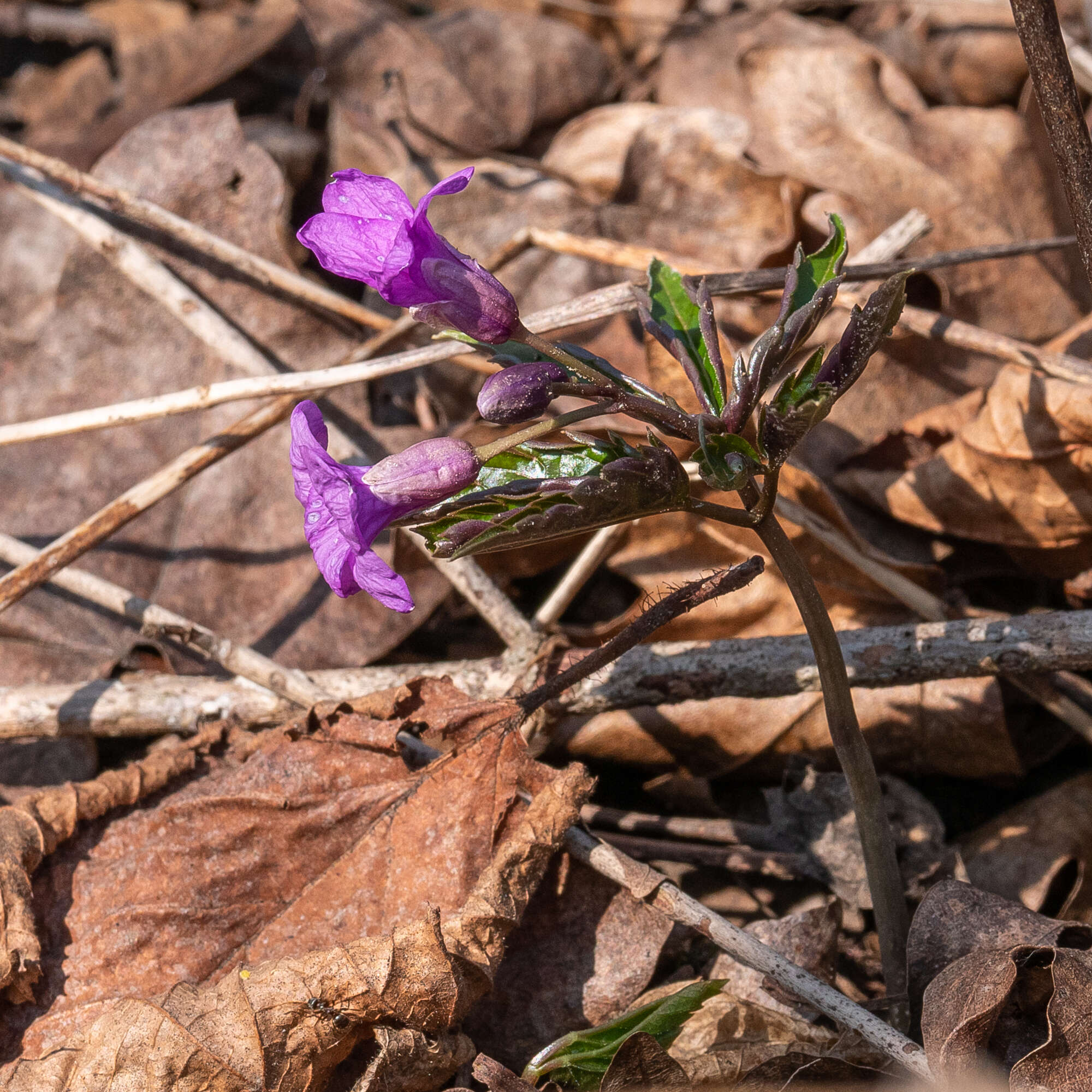 Image of Cardamine glanduligera O. Schwarz