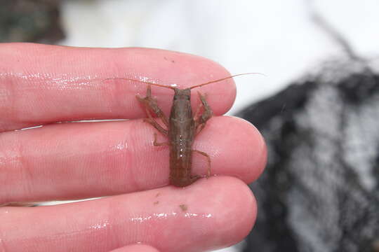 Image of Big Water Crayfish