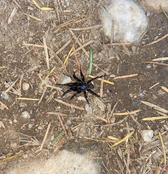 Image of Foldingdoor Spider