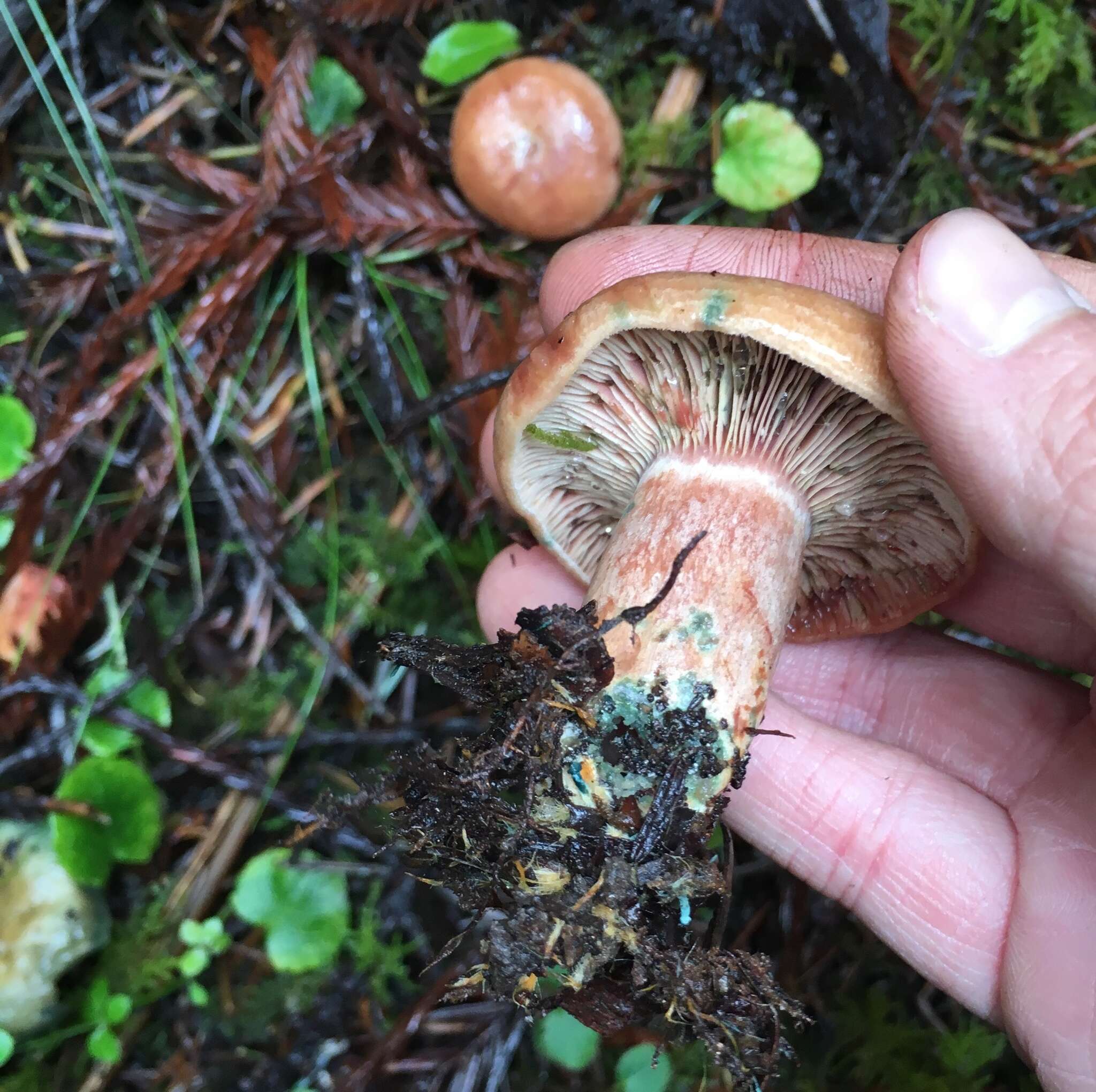 Image of Lactarius rubrilacteus Hesler & A. H. Sm. 1979