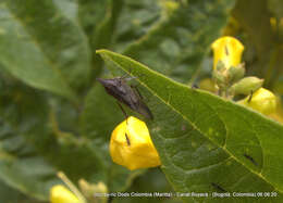 Image of Aconophora mexicana Stål