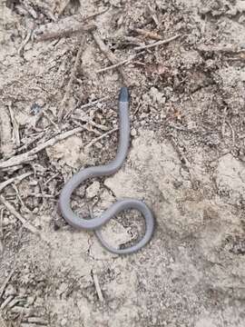 Image of Mexican Blackhead Snake