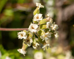 Image of Viviania crenata (Hook.) G. Don