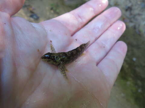 Image of Brighteye darter