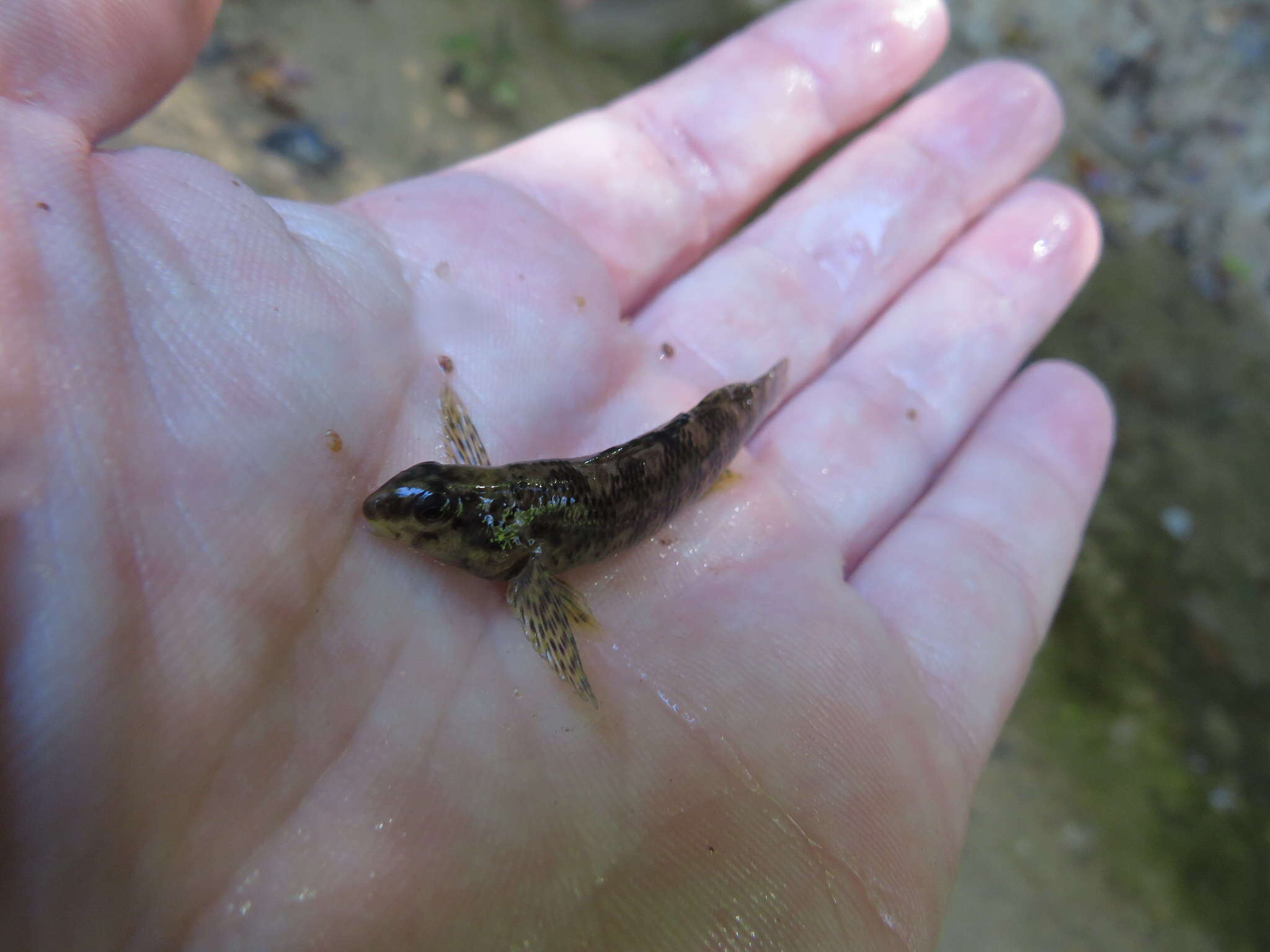 Image of Brighteye darter