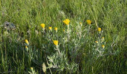 Image of hairy false goldenaster