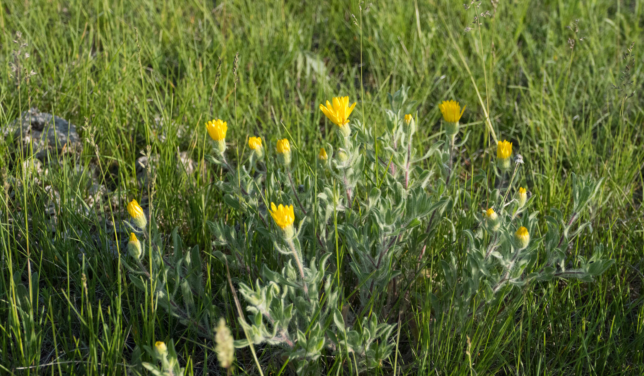 Image of hairy false goldenaster