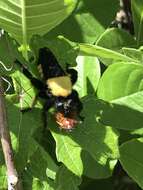 Image of Laphria macquarti (Banks 1917)