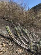 Coleocephalocereus fluminensis subsp. decumbens (F. Ritter) N. P. Taylor & Zappi的圖片