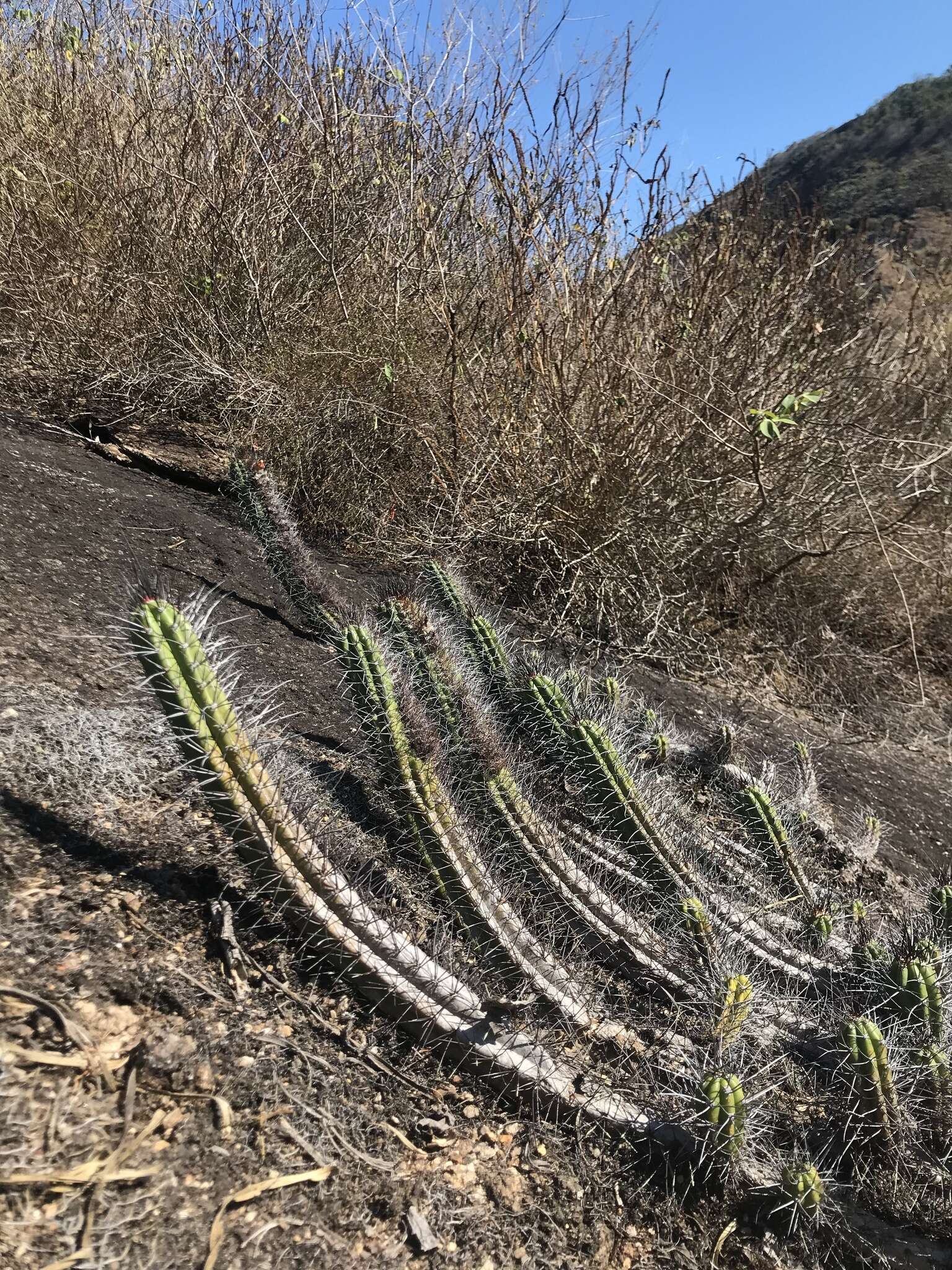 Imagem de Coleocephalocereus fluminensis (Miq.) Backeb.