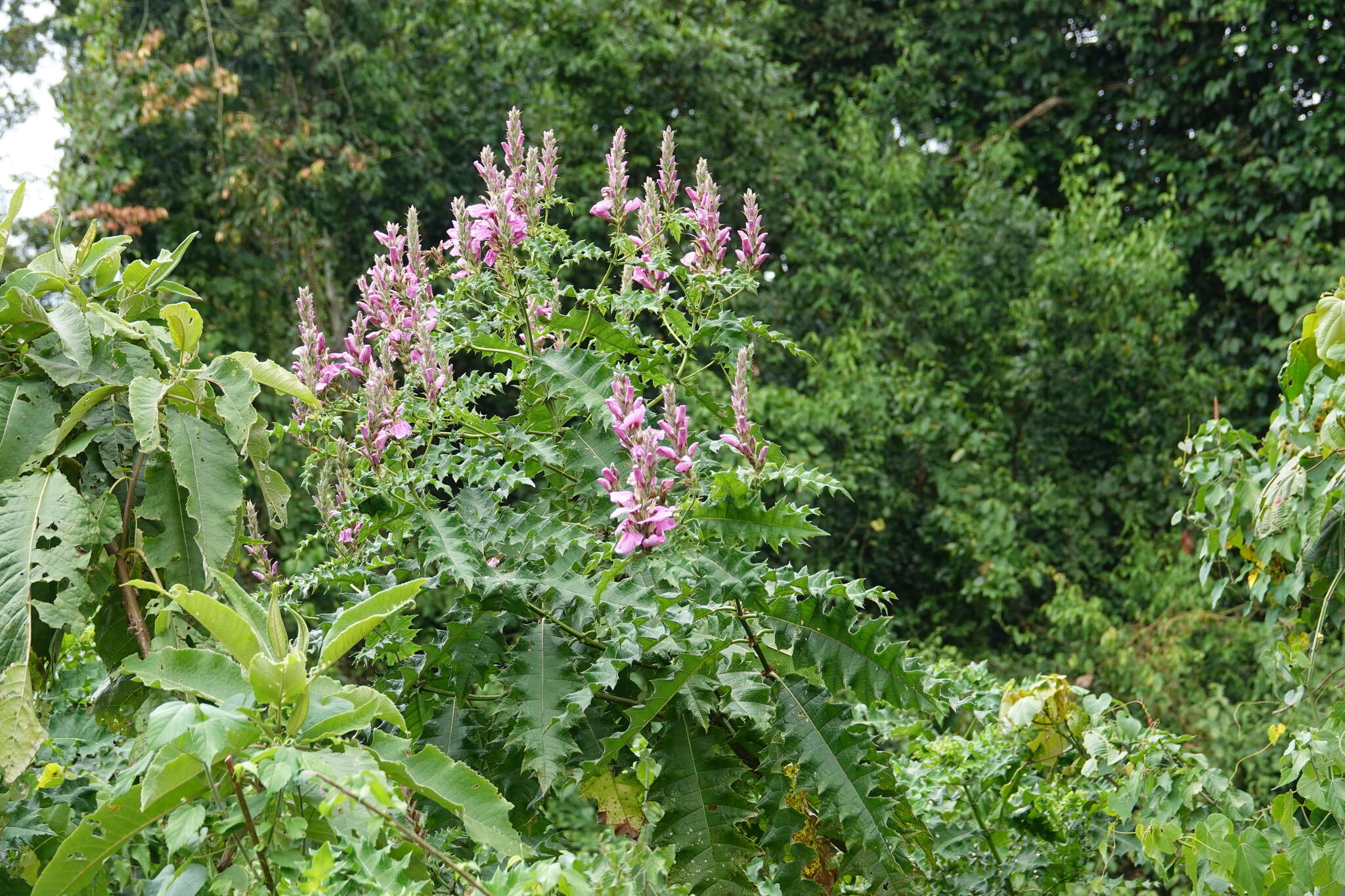 Image of Acanthus polystachyus Del.