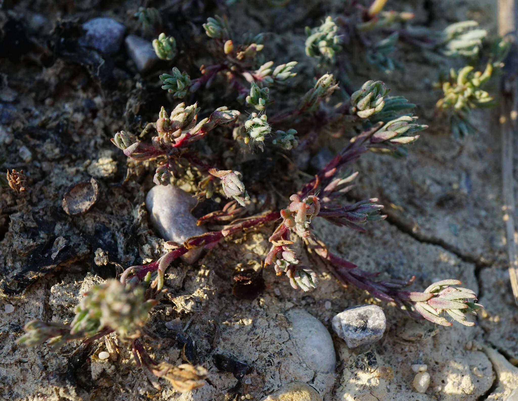 Слика од Camphorosma annua Pall.