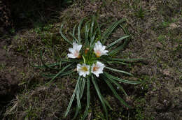 Слика од Calandrinia carolinii Hershkovitz & D. I. Ford