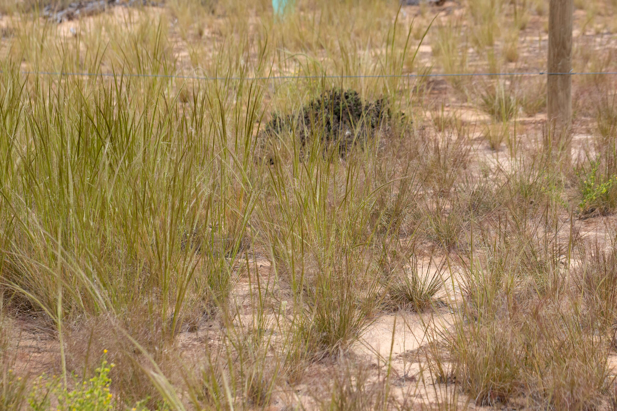 Image of Austrostipa nitida (Summerh. & C. E. Hubb.) S. W. L. Jacobs & J. Everett