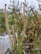 Image de Drosera filiformis var. filiformis