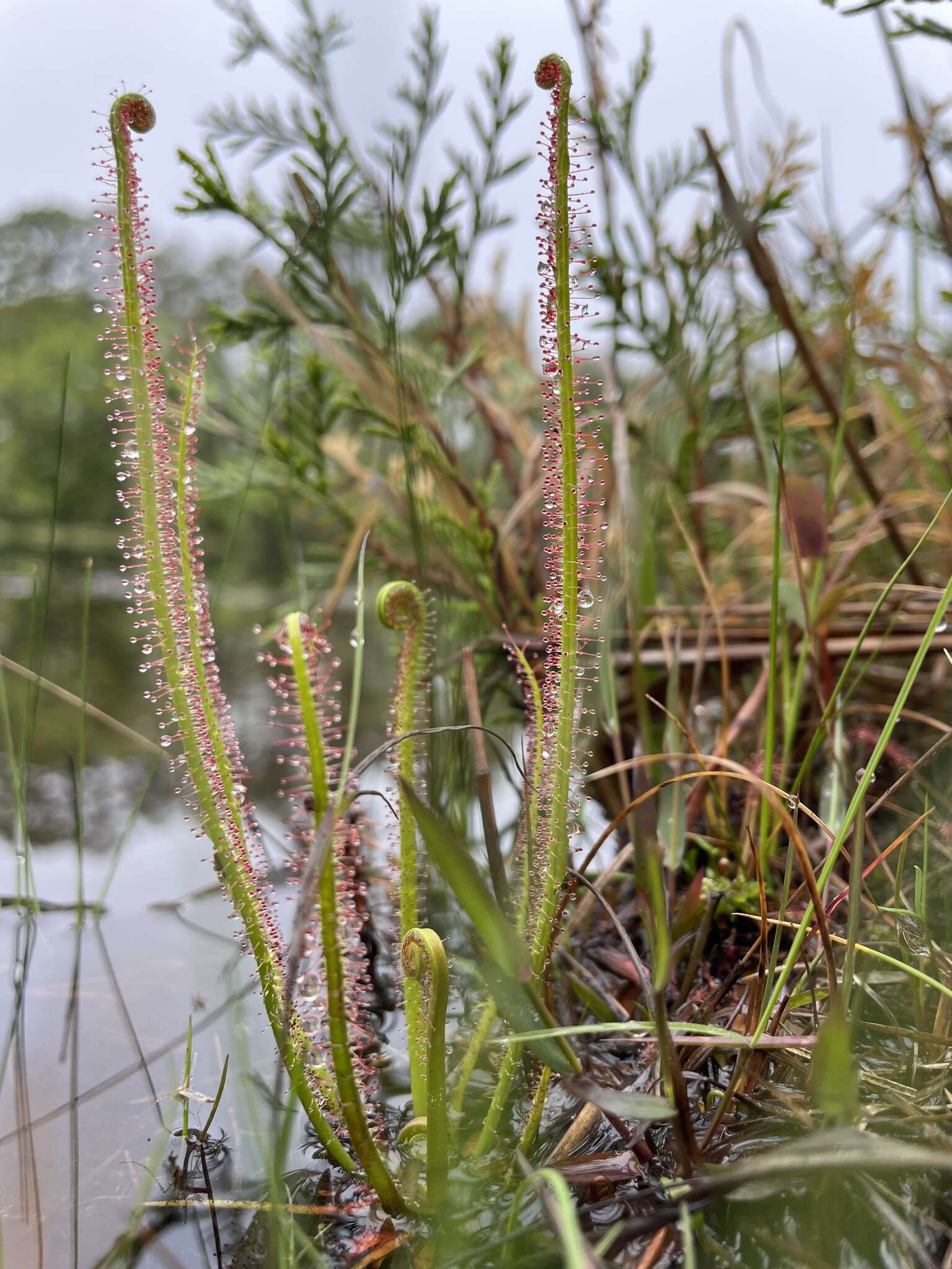 Image de Drosera filiformis var. filiformis