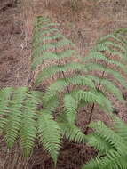 Image of Dryopteris oligodonta (Desv.) Pic. Serm.