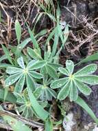 Image of blue lupine