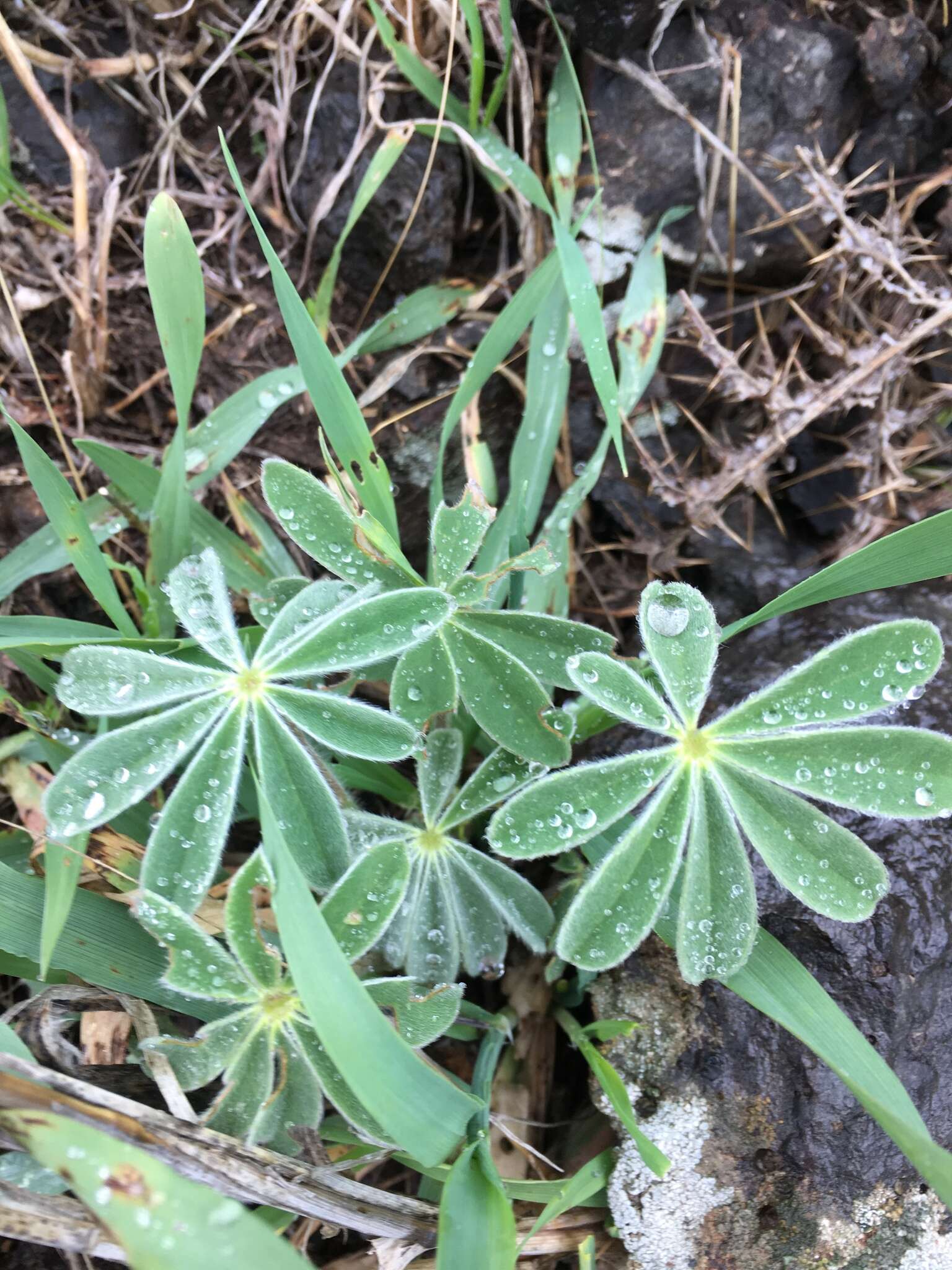 Image of blue lupine