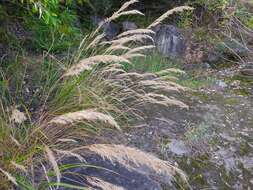 Plancia ëd Achnatherum calamagrostis (L.) P. Beauv.