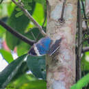 Image of Andaman oakleaf