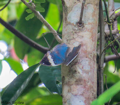 Image of Andaman oakleaf