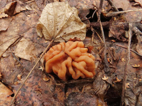 Plancia ëd Gyromitra gigas (Krombh.) Cooke 1878