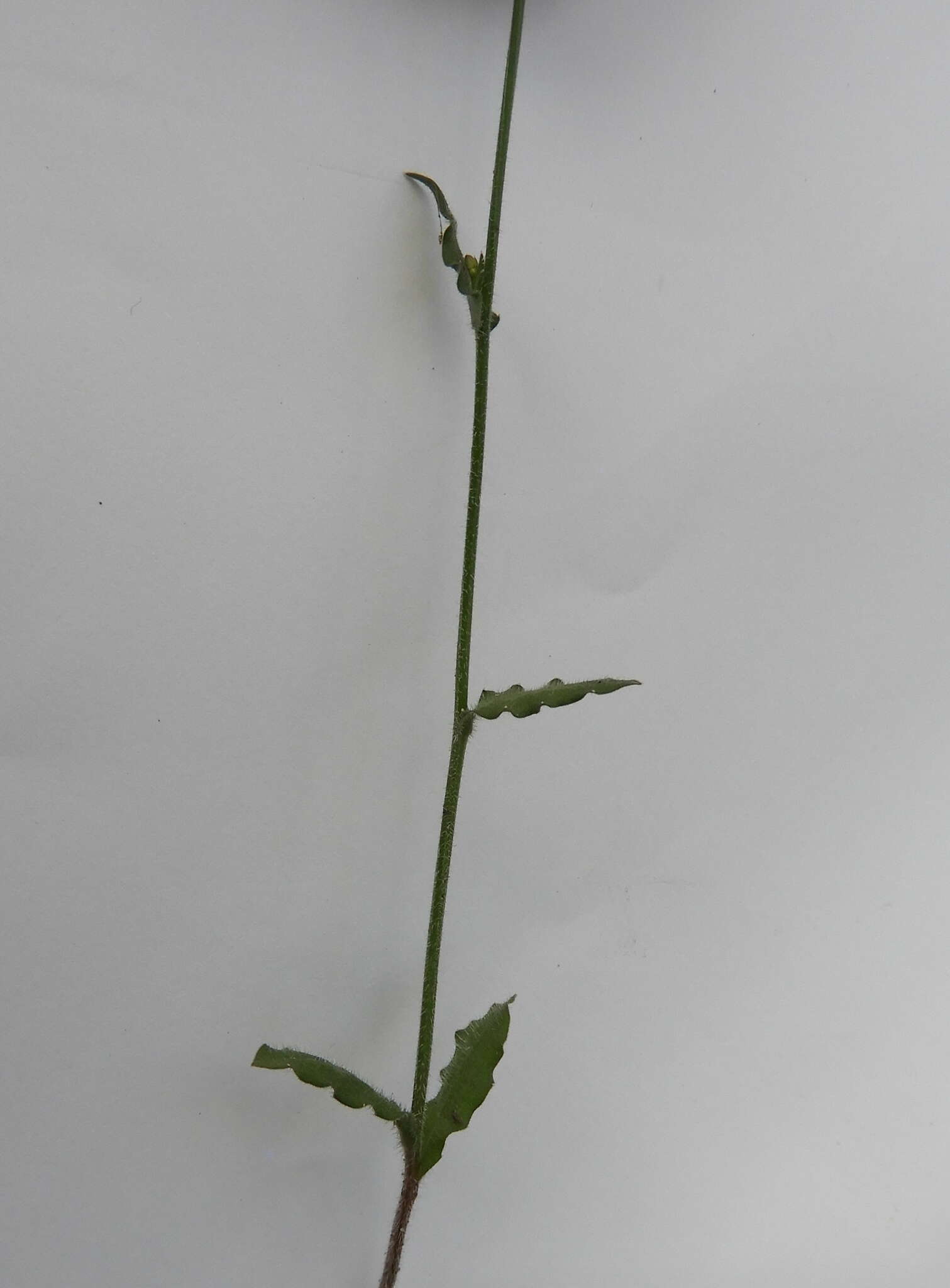 Image of Wahlenbergia gracilenta Lothian