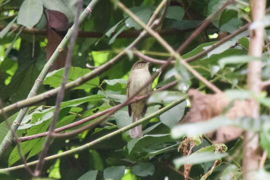 Image of Charlotte's Bulbul