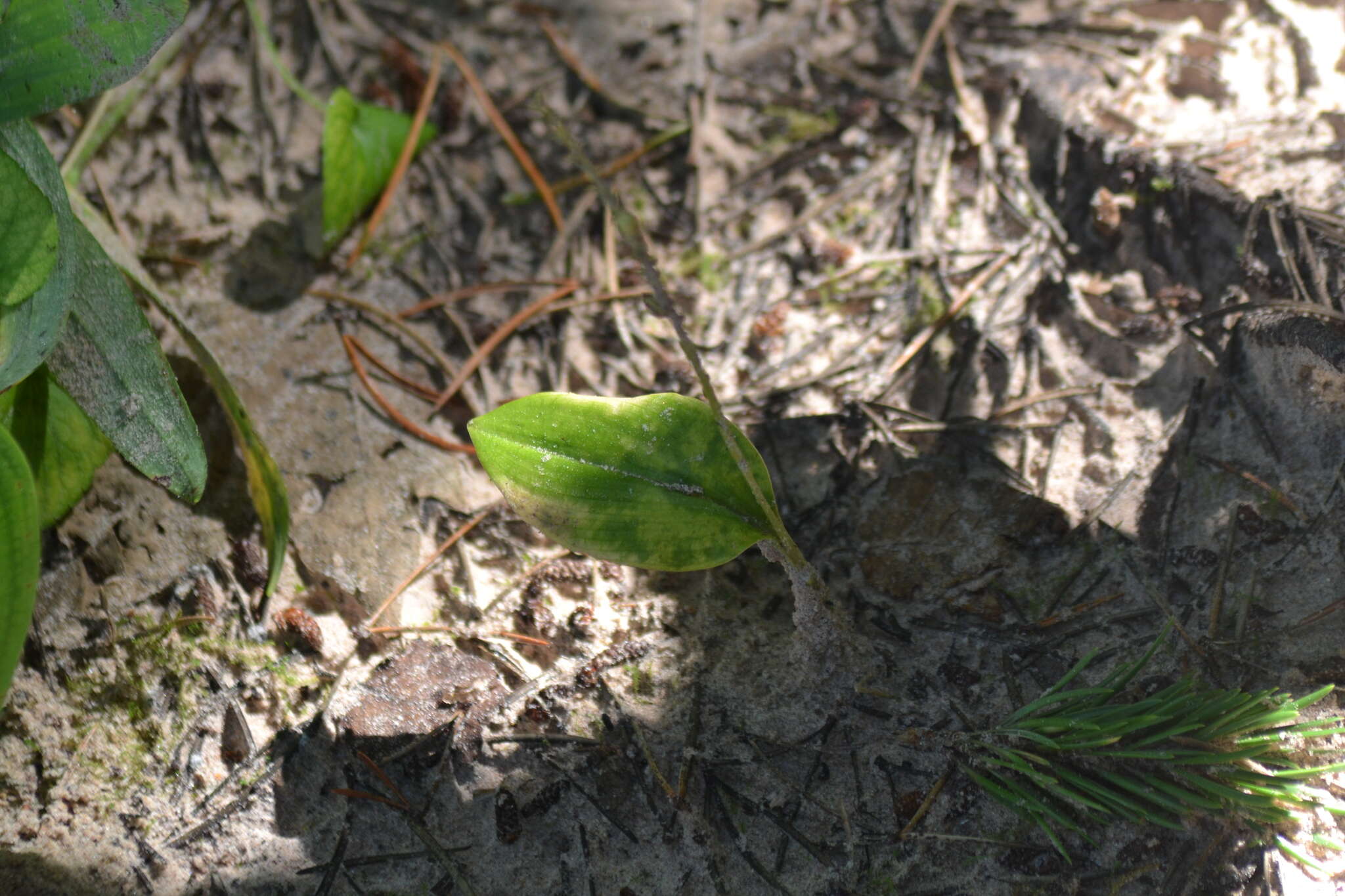 Image de Malaxis monophyllos var. brachypoda (A. Gray) P. Morris & Eames