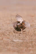 Image of prairie-chickens:  greater prairie-chicken; lesser prairie-chicken