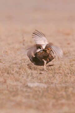 Image of prairie-chickens:  greater prairie-chicken; lesser prairie-chicken