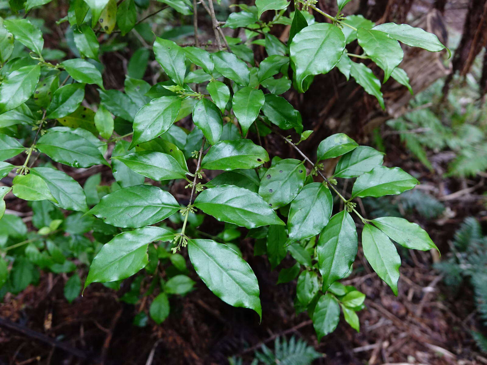 صورة Geniostoma ligustrifolium var. ligustrifolium