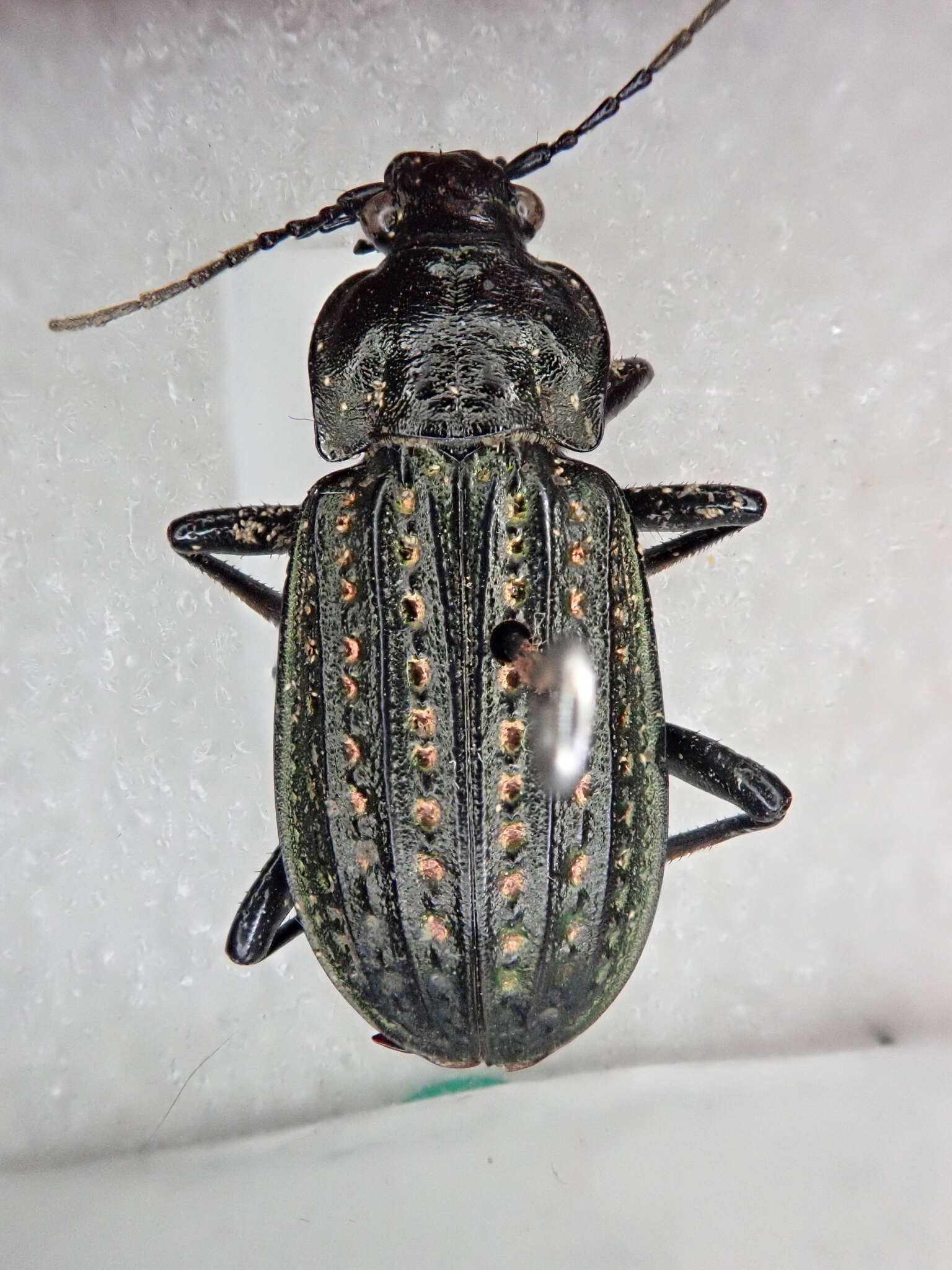 Imagem de Carabus (Limnocarabus) clatratus Linnaeus 1760