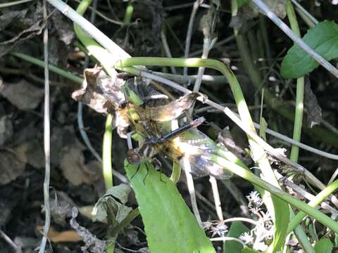 Image of Slough Amberwing