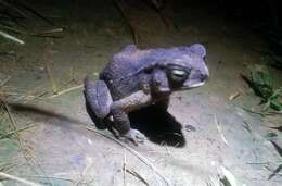 Image of Sulawesian Toad