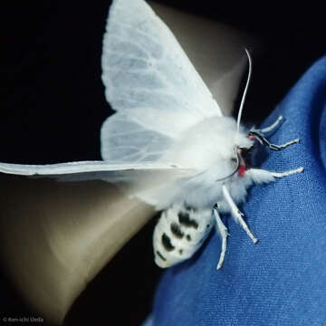 Image of Vestal Tiger Moth