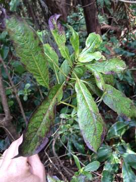 Image de Coprosma kauensis (A. Gray) A. Heller