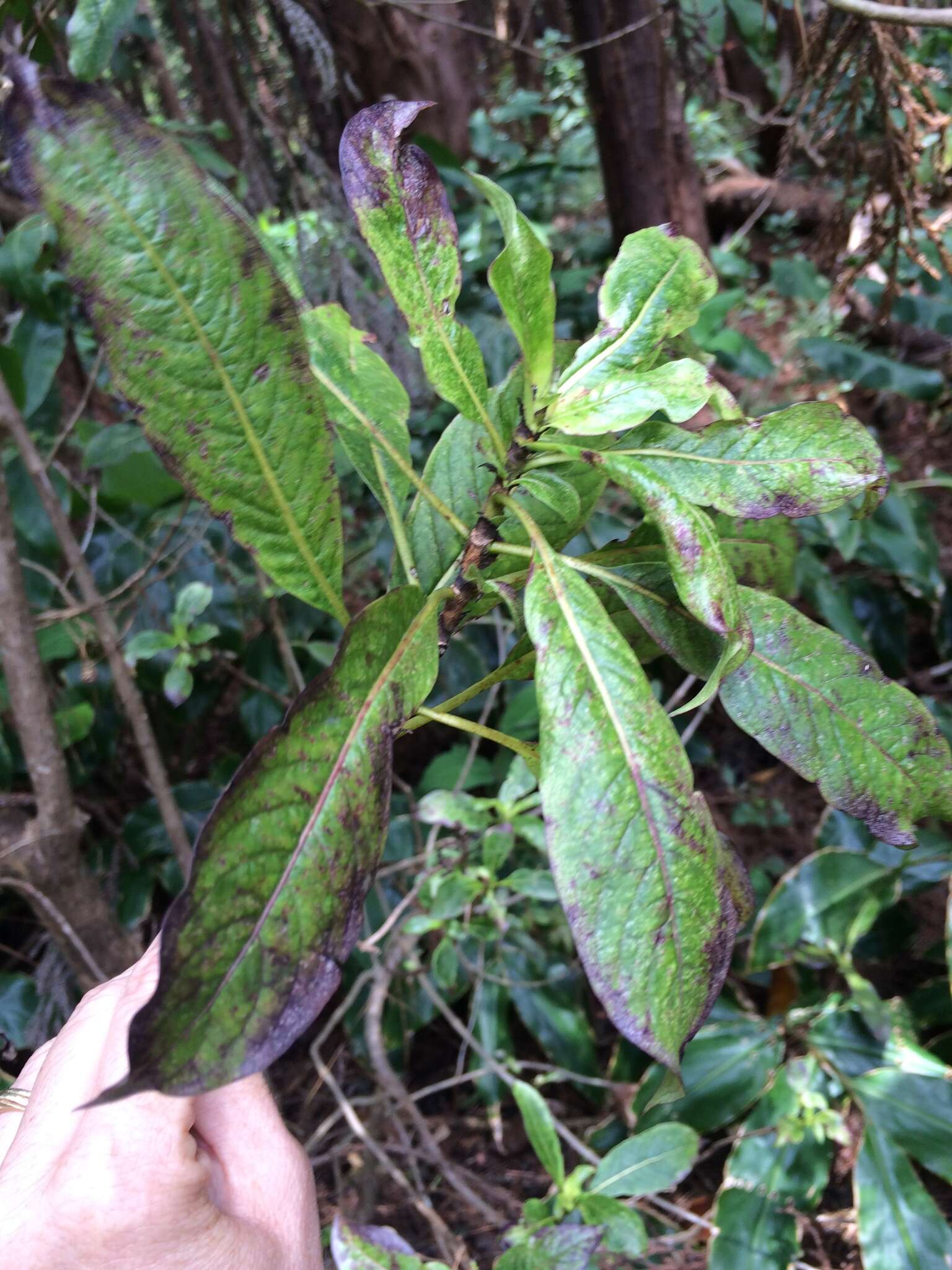 Imagem de Coprosma kauensis (A. Gray) A. Heller