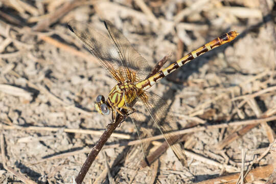 Sivun Erpetogomphus designatus Hagen ex Selys 1858 kuva