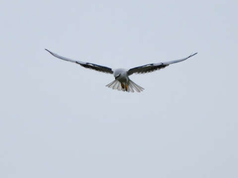 Image of Black-shouldered Kite