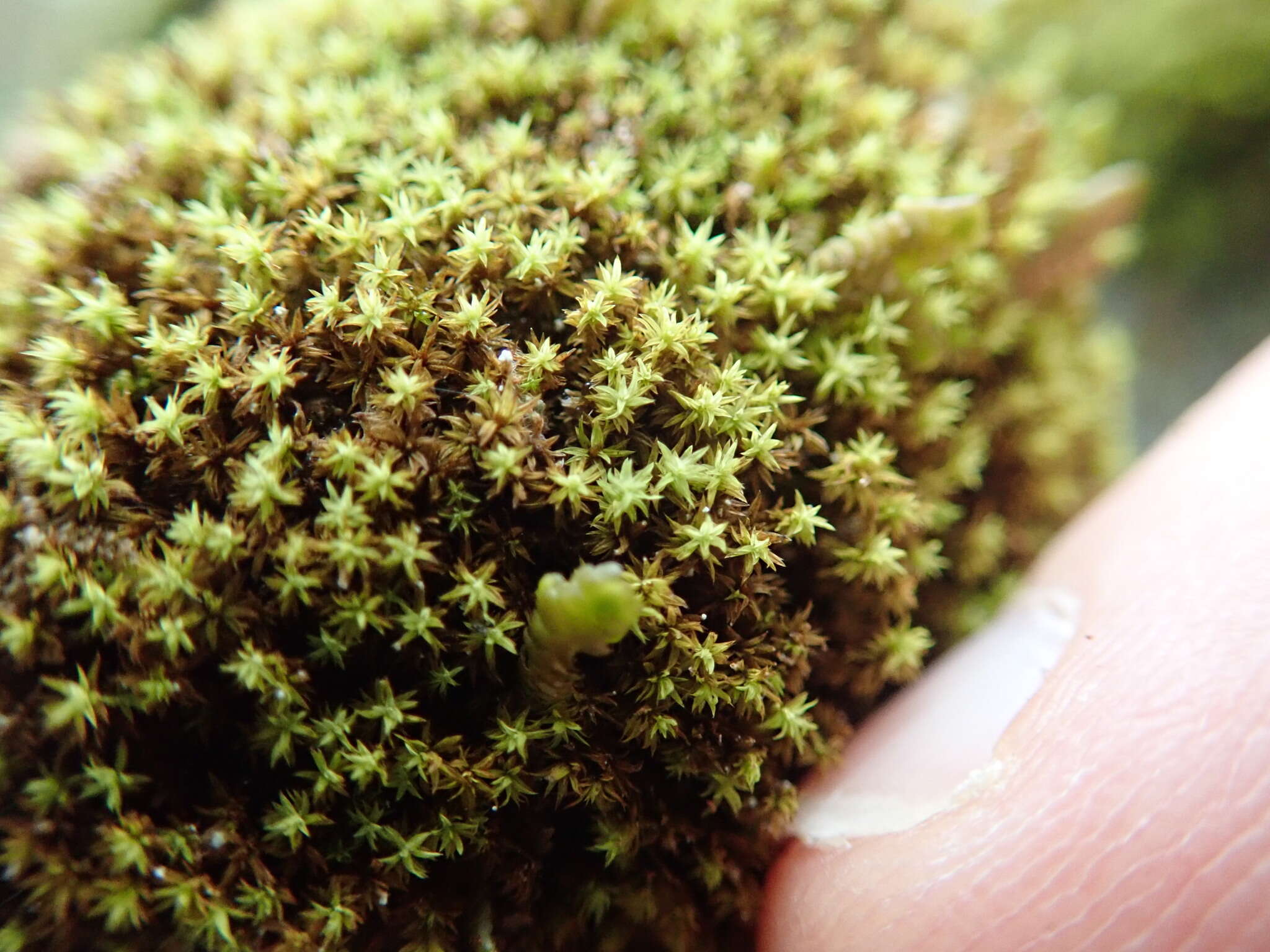 Image of zygodon moss